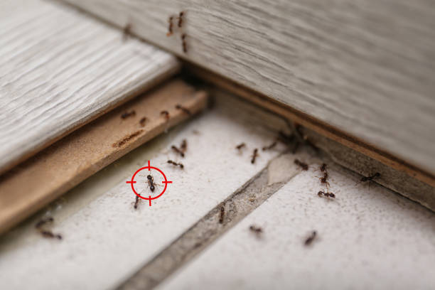 Best Pest Inspection Near Me  in Bolingbrook, IL