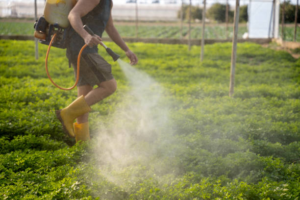 Best Affordable Pest Control Services  in Bolingbrook, IL