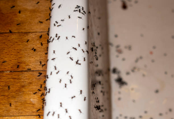 Trusted Bolingbrook, IL Pest Control Experts
